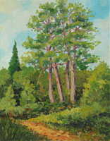 pine trees on a beach